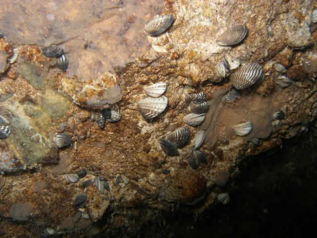 Sentinel_Island_Quagga_11