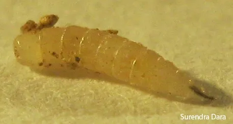 Whitish with a tapering body