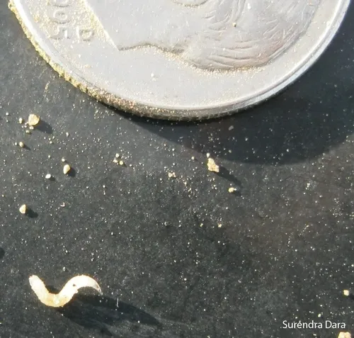 About a 1/4 inch long