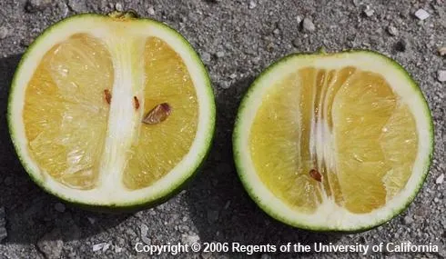 CG Fruit-Michael Rogers