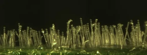 Podosphaera aphanis-conidial chains-David Gadoury