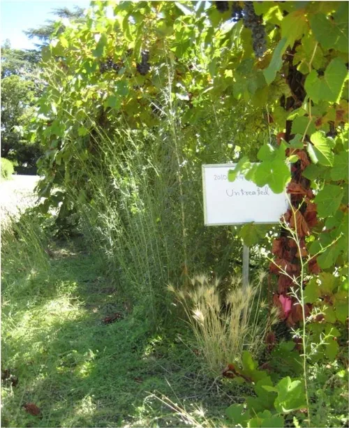untreated panicle willowherb in a CA vineyard
