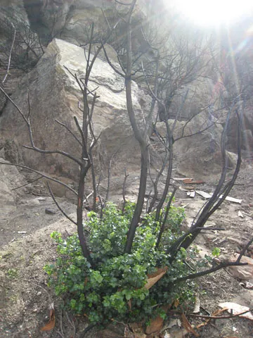 fire recovery agua dulce