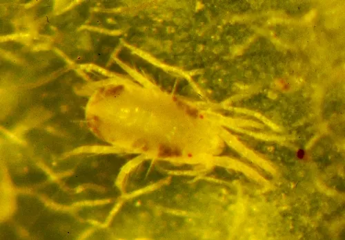 Lewis mite-Daniel Gilrein