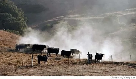Pastured black Angus steers at Chileno Valley Ranch