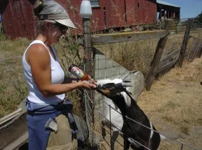 ABannerYr-picLizC-goat