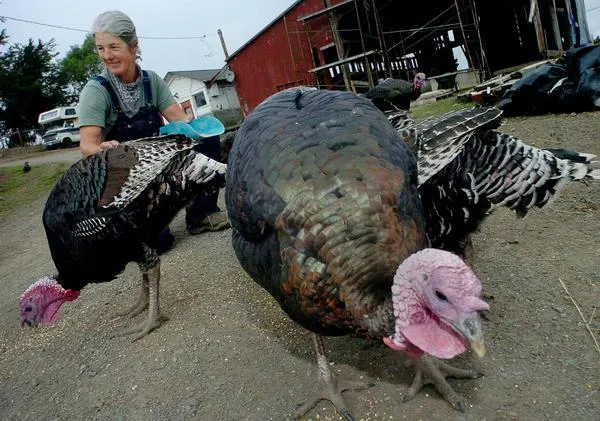 OrganicMarin-20081116__17organic1