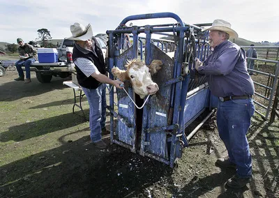 Doug Dolcini Red Hill Ranch