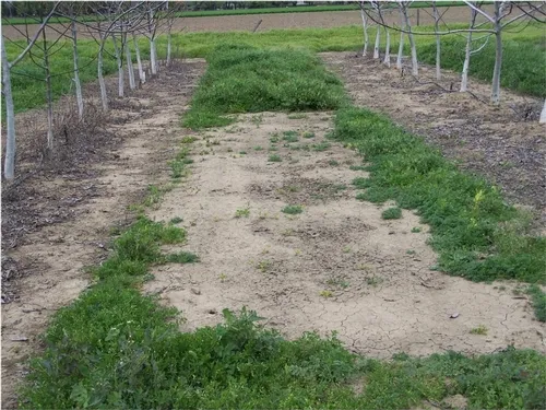 6.5 fl oz Alion 12 MAT in UCD walnut orchard BHanson040711