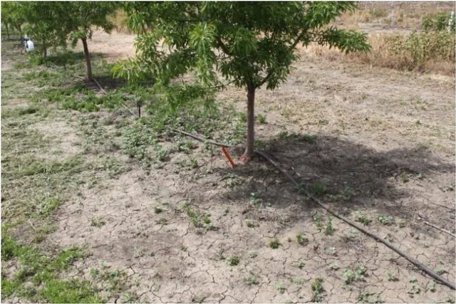 1 alkali mallow in almond orchard