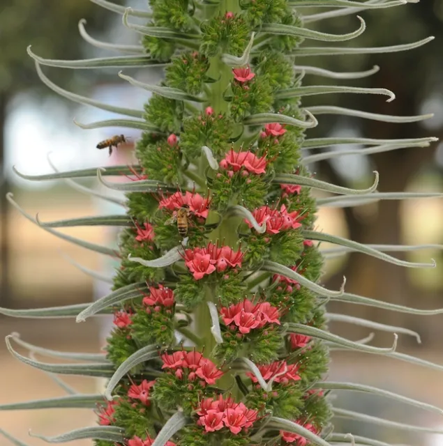 Honey bee heads for the tower of jewels (Echium wildpretii). There are two bees in this photo. (Photo by Kathy Keatley Garvey)