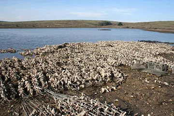 Oysters in Tomales Bay
