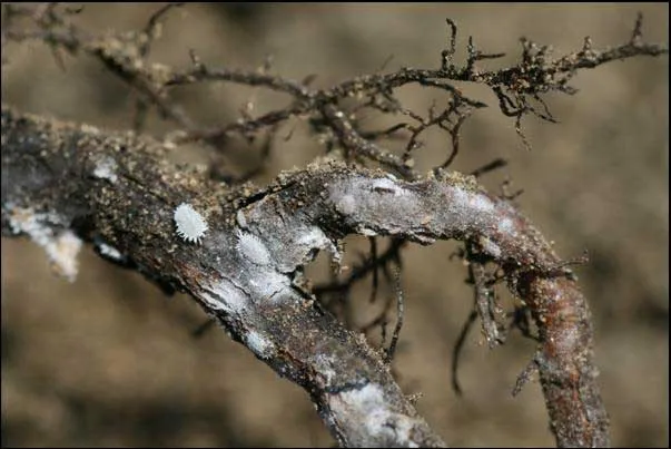 Vine Mealybug on Roots