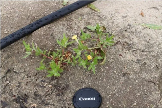 cutleaf eveningprimrose1