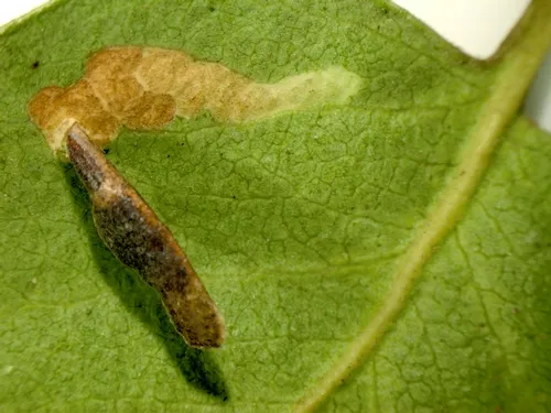 Coleophorid on Arctostaphylos