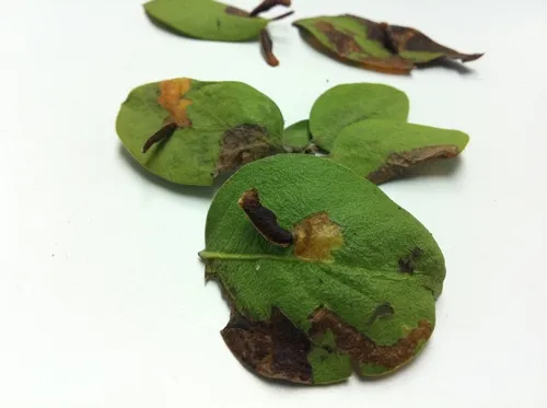 Coleophorid on Arctostaphylos