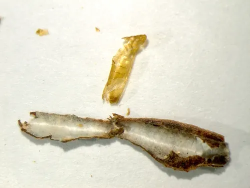 Coleophorid on Arctostaphylos