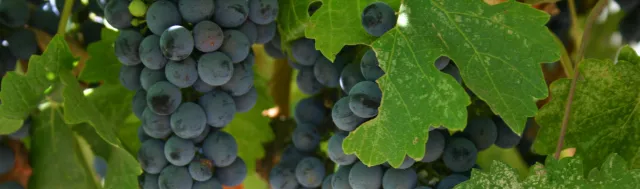 Grapes