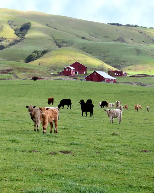 Cows at Dolcini Ranch