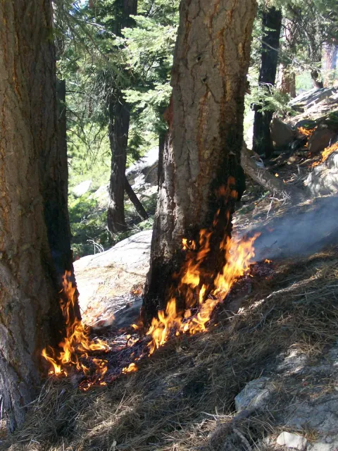 A prescribed fire burns slowly across the forest floor in Incline Village, Nevada