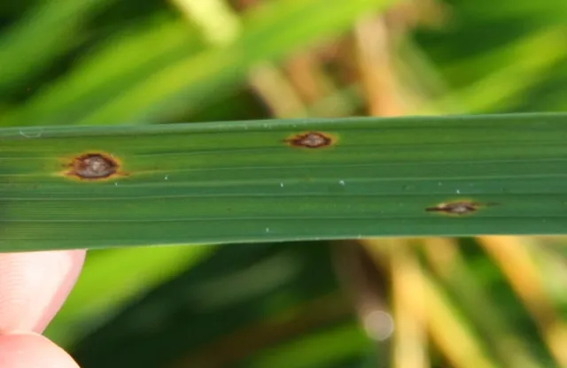 Blast lesion #1 close up