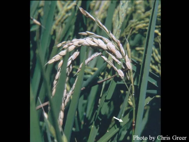 Blast 20003 (Greer original)