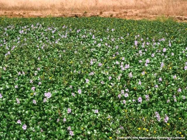 Water Hyacinth: from UC ANR publication: Aquatic and Riparian Weeds of the West