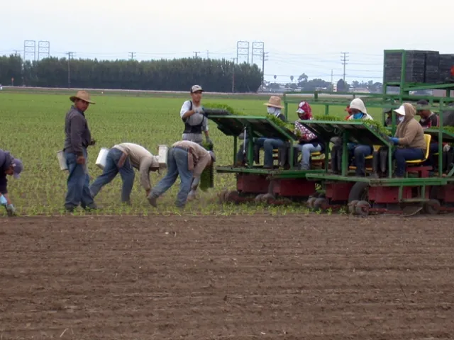 9 Sept planting into dry beds- closeup