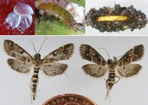 Life stages of the European pepper moth. Photo credits: Lance Osborne, B Vander Mey, and James Hayden,