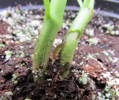 Stem girdling in pepper by European pepper moth larva. Photo credit: B Vander Mey, UCCE