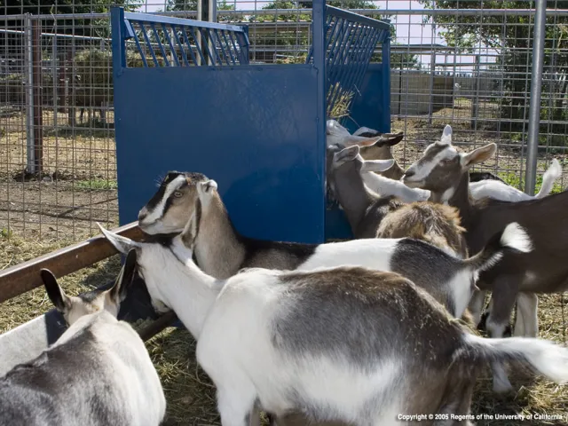 Goats_0036