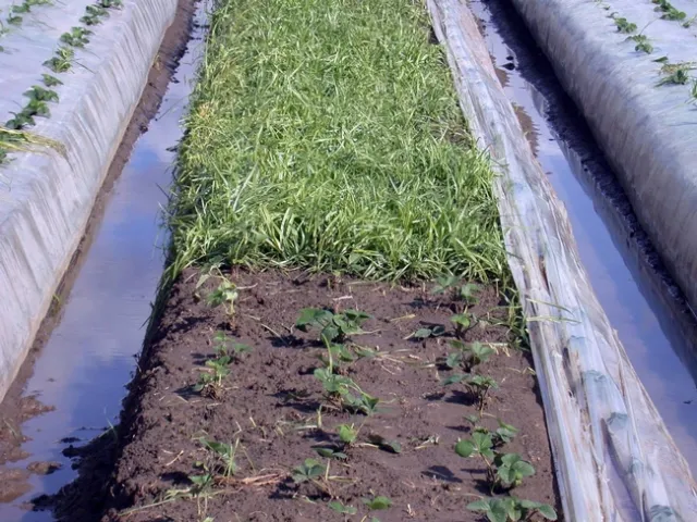 Hand weeding nutsedge