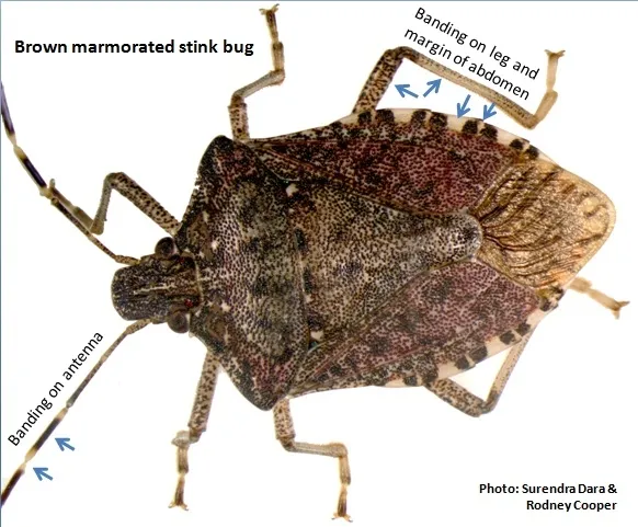 Brown marmorated stink bug characteristic features-Dara and Cooper