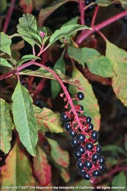 Pokeweed berries
