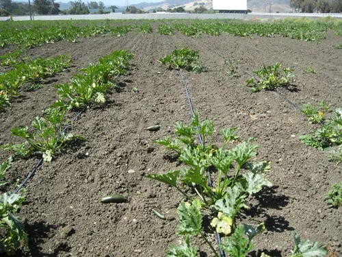 20100701 Spotted snake millipede-Blaniulus guttulatus damage in zucchini-SLO (3)