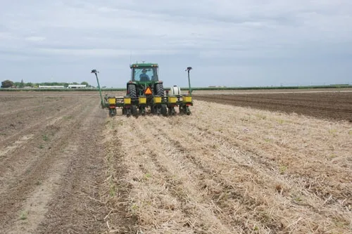 No-till seeding cotton into tomato (left) and cover crop residue (right).