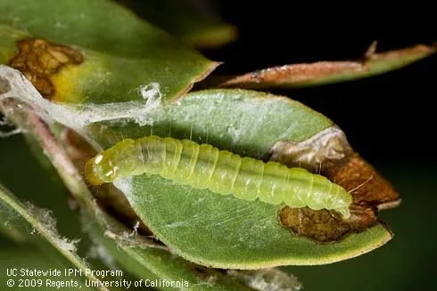 Light Brown Apple Moth-Larva and damaged leaf