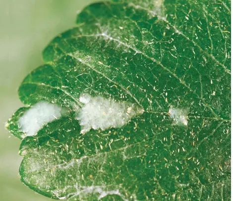 Light Brown Apple Moth-Eggs