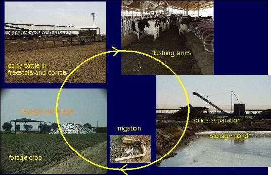 201-freestall_dairy_example