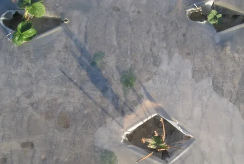 Salt toxicity-Stuart Styles, CalPoly