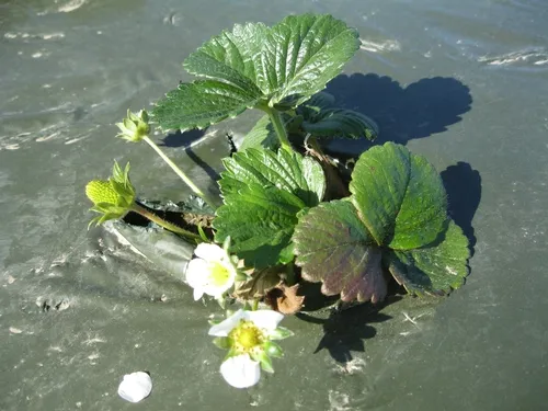 Purple coloration on older leaves can still be seen even up to 110 days after transplanting as a result of 1,3-D injury (Photo by Surendra Dara)