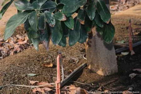 High levels of salts can accumulate in the soil with each irrigation.