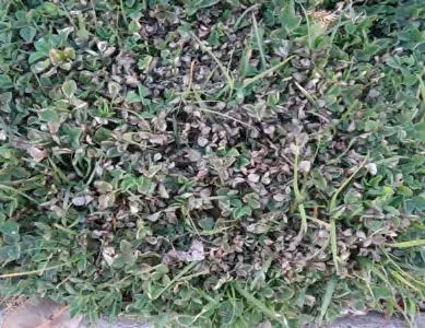 Figure 2. Foliar injury to black medic five days after spraying.