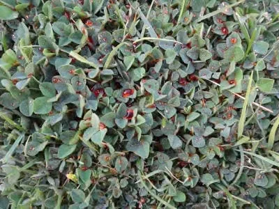 Figure 3. FeHEDTA sprayed on black medic. Note poor spray coverage due to beading of the solution.