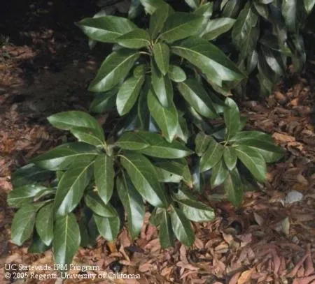 Avocado leaves. Photo by David Rosen.