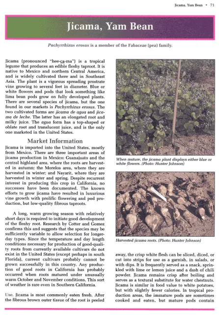 excerpt from Specialty and Minor Crops Handbook - Second Edition on Jicama and Yam Bean