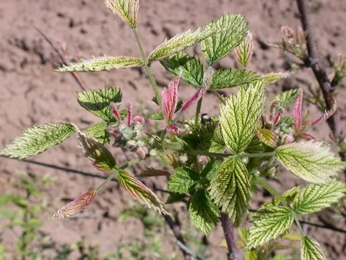 Classic Roundup damage on raspberry. In this case, taking place sveral years ago, the tank was not properly rinsed prior to application and the whole field looked like this.
