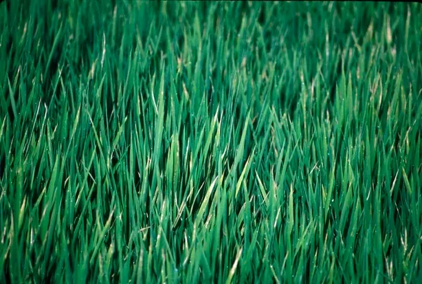 Field K defficiency (2)