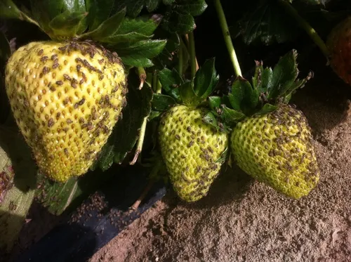 False chinch bugs feeding on strawberries. Photo by Sal Ponce