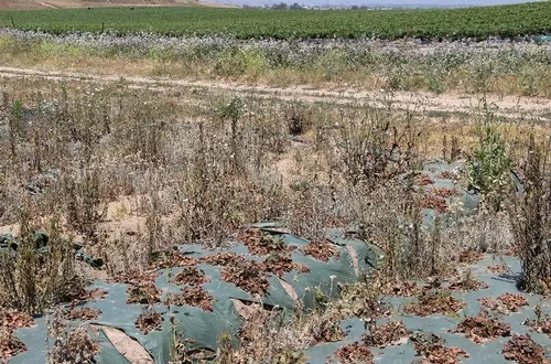 False chinch bug-source and new fields 20120517 (3)